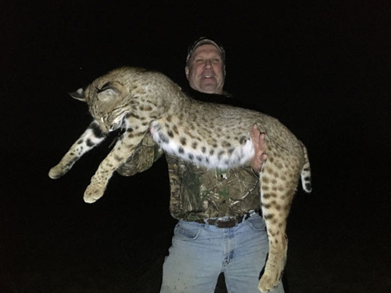 Coyote-Hunts-South-Texas-TX